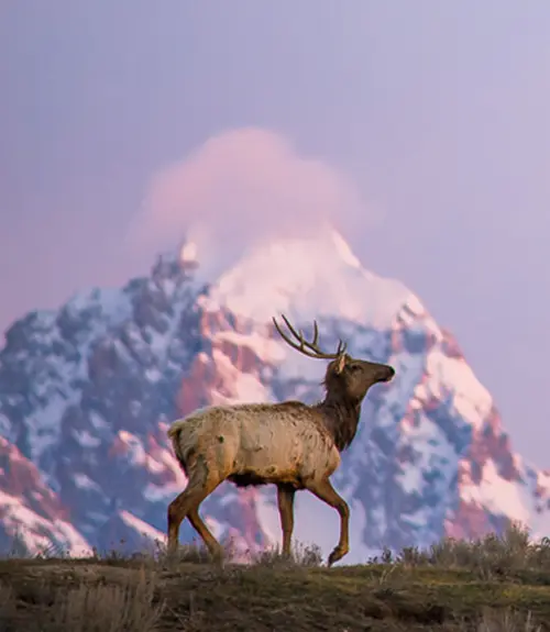 Winter Wildlife Tours