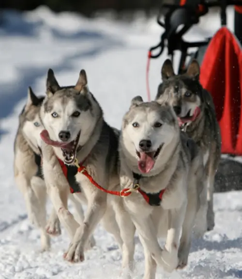 Dog Sledding