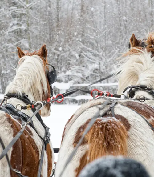 Sleigh Rides